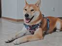TRUELOVE狗狗牵引绳背心式遛狗链子小型犬胸背带泰迪金毛宠物用品法斗柯基 碎花青（不含牵引绳） M胸围56-69cm建议7-18kg 实拍图