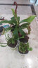 莺歌燕舞【新奇植物】捕蝇草植物花卉绿植驱蚊阳台盆栽食虫趣味猪笼草室内 海螺 原盆载好发货 实拍图