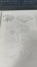 经典全集《花卉速写描摹本》零基础画画入门新手自学教程书籍线描花卉临摹手绘学绘画教材铅笔画素描速写描摹京东618活动 实拍图