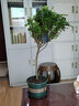 欧芽清香胡椒木植物办公室桌面绿植花卉 盆栽室内客厅 清香木独杆5年苗【加仑盆】 含盆 实拍图