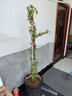 花友藤本月季花苗月季花树苗盆栽特大花苗庭院爬藤植物阳台蔷薇爬墙 藤彩虹【爬藤】大苗 1-1.3米高度多分叉 实拍图