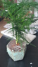 开时果 文竹盆栽桌面摆件盆景 办公室植物竹子水培绿植盆景源头直发包邮 山水陶瓷盆+苔藓+底座 实拍图