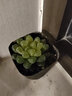 墨一玉露多肉植物带盆栽好蓝镜玉露办公室桌面盆栽植物花卉教师节礼物 琥珀玉露 带盆栽好 实拍图