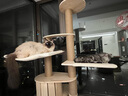 有朵猫Osti有朵猫大型全实木猫爬架木质猫窝猫树一体缅因布偶 泡糖（实木柱）163*60*50cm 实拍图