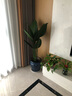正想北欧大型仿真绿植盆栽摆件客厅阳台假植物盆景办公室前台假树摆设 旅人蕉 1.1米 实拍图