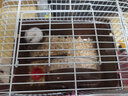 卡丘鼠 仓鼠活体笼子大别墅47基础笼外带手提笼子两只仓鼠相亲隔离笼 咖啡色小田园 实拍图