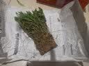 腾云枫 正宗原产地雁荡山铁皮石斛苗三年大苗铁皮石斛盆栽绿植可食用 铁皮石斛木植17株以上（种好发货） 实拍图