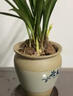 八芽建兰素心盆栽天香素浓香型观兰花植物室内四季好养名贵带花苞花卉 建兰-喜上枝头盆-紫砂托 带盆栽好 实拍图