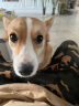 拜宠清德国进口拜宠清拜耳犬用体内驱虫药拜宠清复方非班太尔除蛔虫绦虫 德国原装进口狗拜耳拜宠清体内驱虫6粒/盒X2 实拍图