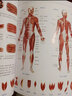 人体解剖学结构和功能图谱 肯阿什威尔著马超译 人体解剖学图谱全彩解刨速记医学生用书医学人体结构图谱基础医学书 江苏凤凰科技出版 实拍图