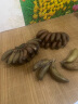 福建漳州特产新鲜红皮香蕉美人蕉 5斤 晒单实拍图