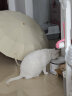 霍曼（Homerun）三代智能宠物饮水机 无线水泵自动循环流动水猫咪狗狗喂水器 实拍图