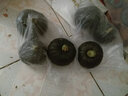 贝贝南瓜 绿小南瓜 板栗味 粉糯香甜 新鲜蔬菜 粉糯贝贝南瓜 3斤 装 实拍图