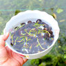 鑫意碗莲种子室内盆栽荷花种子睡莲四季开花水培碗莲花卉种子植物种子 试栽种子30粒【其它不含】 含塑料盆+1支营养液+1包水晶珠 实拍图