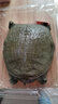 片言片鱼【活鲜】千岛湖甲鱼清水鳖 童子鳖300-400g 1只源头直发包邮 实拍图