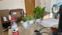 开时果 绿植盆栽桌面水培绿植 办公室客厅花卉植物懒人盆景水生水养植物 绿萝+万重山+吊兰 实拍图