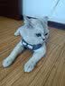 启萌先生 猫咪牵引绳胸背式小型犬泰迪比熊外出防挣脱溜猫绳子小狗链子 宝蓝领结款 M(8-14斤猫狗) 实拍图