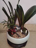 自然空间君子兰盆栽室内花卉绿植送礼 玉岚双拼君子兰+2兔+180座 源头直发 实拍图