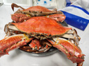 【活鲜】喵和渔梭子蟹公蟹鲜活大螃蟹飞蟹 肉蟹海鲜鲜活蟹类 4-5两/1只 肉蟹 实拍图