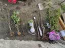 红梅花树苗盆栽庭院地栽浓香梅花苗花卉植物腊梅室内外耐寒绿植盆景 红梅主杆粗2厘米，苗总高60厘米左右 不含盆 实拍图