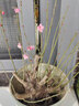 昊兰诺四季开花日本重瓣海棠花盆栽花卉观花植物室内盆景树桩大花苗 11年长寿冠海棠(造型) 实拍图