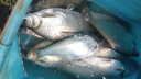 川泽高灵敏鲫鱼漂全水域通用鱼漂大物鲢鳙浮漂醒目加粗抗走水浮漂 NL12行程草鳊【吃铅2.2～3.0克】 3号 实拍图