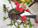 【冬季耐寒】日本海棠花苗盆栽室内绿植花卉观花庭院源头直发包邮 日本海棠 三年苗多分枝 实拍图