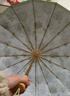 伞小满16骨手动高颜值雨伞太阳伞遮阳伞防晒伞防紫外线女士晴雨两用折叠 法式暮森-16骨彩胶三折伞 实拍图
