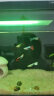 米家（MIJIA）小米米家智能生态鱼缸半年免换水专业级背滤系统全色域灯光补仓一次三月无忧出差旅行必备 实拍图