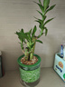 开时果 绿植盆栽办公室内彩色懒人盆 桌面水培绿萝花卉水养小绿植物盆景 发财树+富贵竹+文竹+罗汉松 含盆 实拍图
