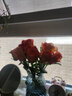 一网情深玫瑰花云南昆明鲜花基地直发玫瑰百合花束鲜切花家庭花材批发 金辉/火焰玫瑰（16支+4支防损耗） 实拍图