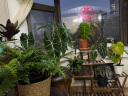 安尔雅 花架子客厅阳台多肉植物架多层盆景架木质地面花盆简约置物架 实拍图