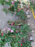 锦枫（jinfeng）月季花苗  藤本月季花苗 欧月藤大花浓香爬藤植物绿植盆栽花卉 御用马车 4年苗 实拍图