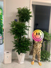 植季幸福树盆栽植物办公室内好养盆景净化空气吸甲醛大型绿植客厅摆放 三层幸福树1.5-1.7m小棱形树脂盆 实拍图