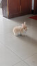 暮秋小主血统宠物兔垂耳兔活体大型安哥拉长毛迷你侏儒猫猫兔活物已做疫苗 网红大型安哥拉花色幼兔 实拍图