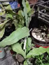 御卉阁 绿植盆栽花卉昙花苗  琼花苗 俗称月下美人 香味浓郁室内外盆栽 5年大苗 实拍图