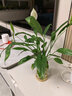 九千谷白掌水培水养植物盆栽花卉绿植桌面盆景含玻璃瓶竹托源头直发 实拍图