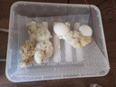 暖立方 家用型孵化器智能小鸡孵化机全自动小型鸡鸭鹅孵化箱芦丁孵蛋器 【送加水瓶】6枚全自动单电 实拍图