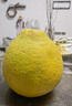 闽农语果正宗福建度尾文旦柚现摘当季新鲜柚子过节礼盒送礼红心蜜柚子 单果约1.3斤丨10斤高性价比丨网袋装 团购/售后详询客服 实拍图