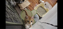 华元宠具（hoopet）猫窝保暖冬季大号超级大猫窝狗窝四季通用猫咪垫子睡觉用猫沙发床 免洗手套 实拍图