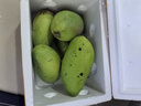 捌零鲜生物语（顺丰JD）正宗金煌芒果新鲜水果 特大果芒果 青皮芒果水果礼盒 9斤精品大果（精选） 实拍图
