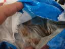 亿佳果狗粮通用型5KG20斤成犬幼犬专用泰迪金毛牛肉味冻干狗粮高钙营养 高营养肉粒双拼（幼犬） 5斤 实拍图