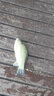 浮生 溪流竿超短节袖珍鱼竿迷你便携短节手竿碳素超轻超硬手杆钓鱼竿 实拍图