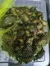采鲜惠 新鲜菱角 大青嫩菱角 生吃脆嫩带壳 非老菱角米粉糯 0.5kg 实拍图
