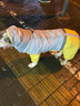 宠哆哆大狗雨衣连体四脚狗雨衣舒适透气宠物雨衣金毛拉布拉多中型狗防水 浅灰黄双拼-反光条雨衣 6XL (建议(50-60斤) 实拍图