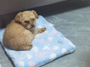 爵氏猫垫子猫窝狗猫咪被子秋冬床垫宠物四季平台棉垫狗狗毯子冬季加厚 蓝色云朵【羊羔绒+法兰绒】 S号(建议体重6斤内） 实拍图