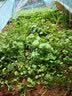 时光旧巷小拱棚支架杆蔬菜拱棚骨架育苗菜棚花棚玻璃纤维杆弹力棒农用大棚 5毫米粗1.6米长【20根】 实拍图