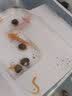 森悠（SARYOR）六角恐龙鱼蝾螈活体淡水宠物冷水鱼耐活家养非锦鲤水族爬行宠物鱼 幼苗8-10厘米【1白+1黄】 实拍图