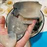 鲟食 新西兰黑金鲍 大鲍鱼高端食材生鲜海鲜水产过节送礼 新西兰黑金鲍 400-500g/只 实拍图