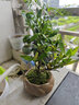 幼薇茉莉花盆栽花苗四季常青植物室内花卉开花不断绿植盆栽 小叶栀子花+莲花盆+圆形底盘 带盆栽好 实拍图